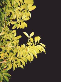 Close-up of yellow leaves against black background