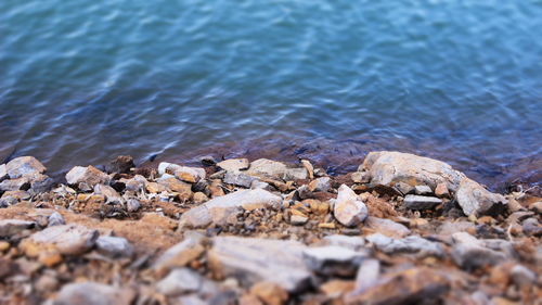 Close-up of sea shore