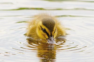 Close-up of duckling in water