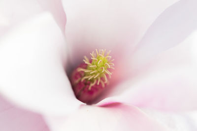 Macro shot of pink flower