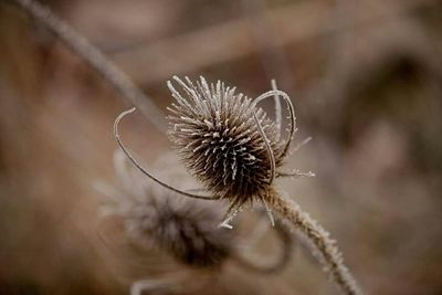 Close-up of dandelion against blurred background