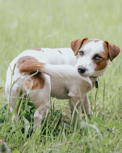 Dog in a field