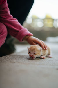 Little girl cuddling with cat.