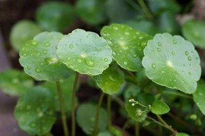 Close-up of wet plant leaves during rainy season