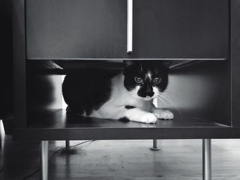Portrait of cat sitting on table at home
