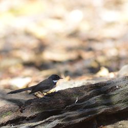 Close-up of bird perching on rock