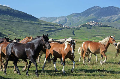 Horses on a field