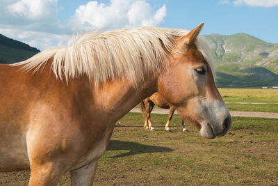 Horse on field against sky