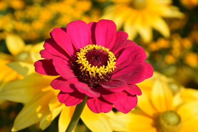 Close-up of pink flower
