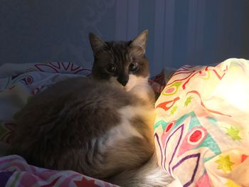 Close-up portrait of cat relaxing on bed at home