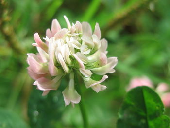 Close-up of pink flowering plant
