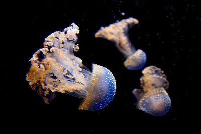 Close-up of jellyfish swimming in sea