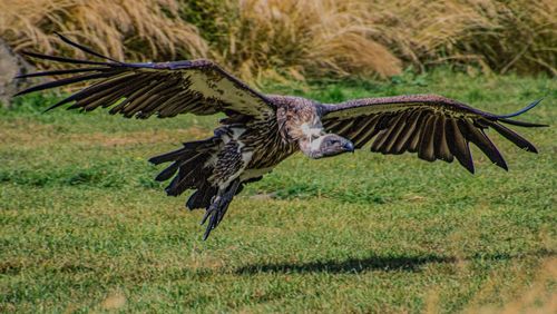 Vulture in flight with spread wings