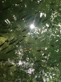 Low angle view of fish swimming in lake