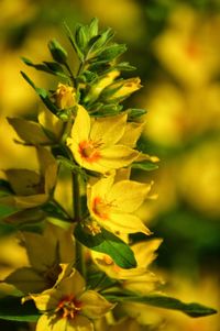 Close-up of yellow flowering plant