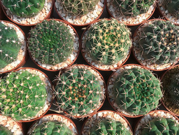 Full frame shot of plants