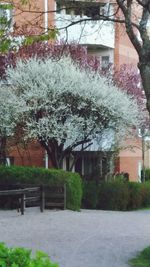View of flowers growing on tree