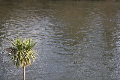 Palm trees by sea