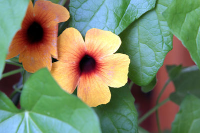 Close-up of flowering plant