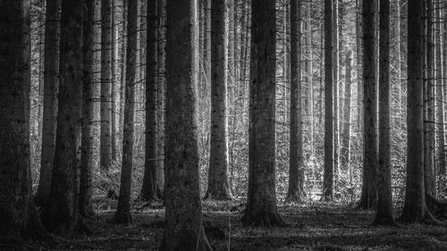 Pine trees in forest