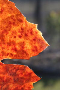 Close-up of maple leaf against sky