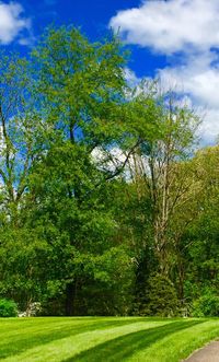 Scenic view of trees against sky