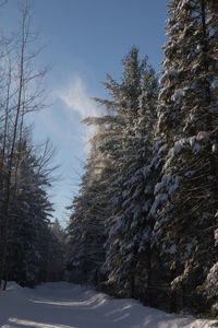 Trees on snow covered landscape