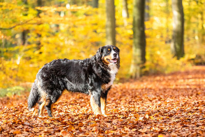 Dog in the forest