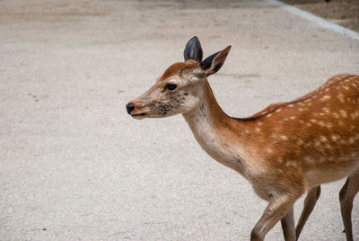 Close-up of deer