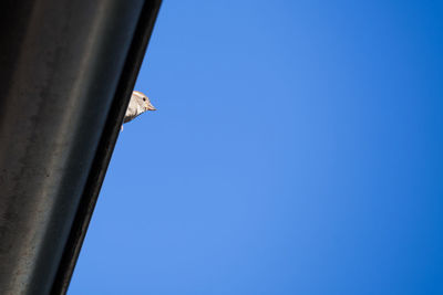 Low angle view of building against blue sky