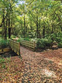 Footpath amidst trees in forest during autumn