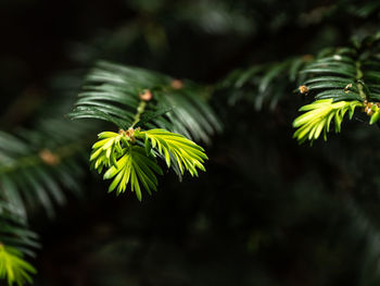 Yew tree young shoots