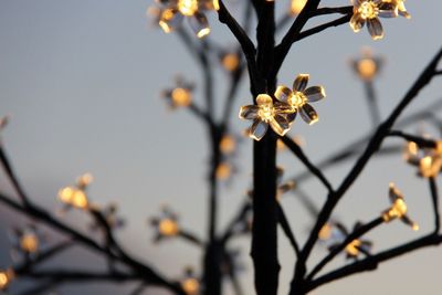 Low angle view of white flowers on branch