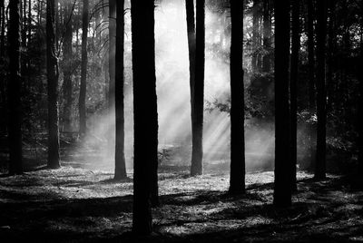 Trees in forest