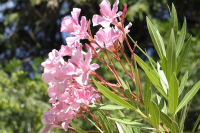 Close-up of pink flowering plant