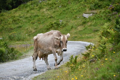 Cow standing in a field