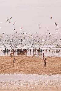 Birds flying at beach against sky