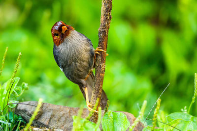 Close-up of a bird perching on wood