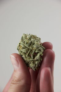 Close-up of hand holding leaf over white background