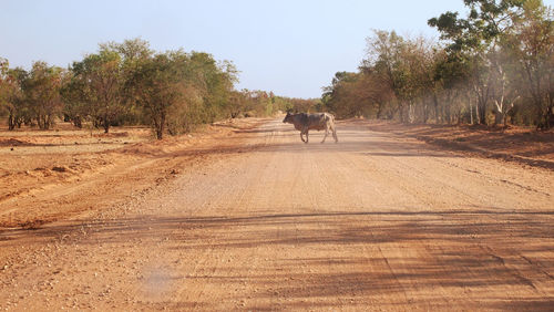 Road amidst trees on landscape