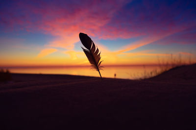 Whispers of the sea. sunset serenade with a feather on baltic shores. sea shore scenery.