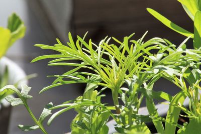 Close-up of flowering plant