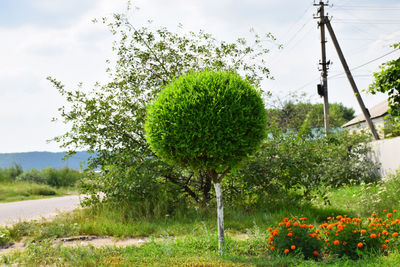 Plants growing on field
