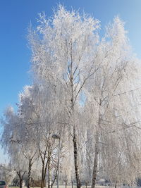 Low angle view of flower trees against clear sky