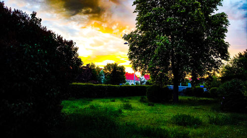 Trees on field against sky at sunset