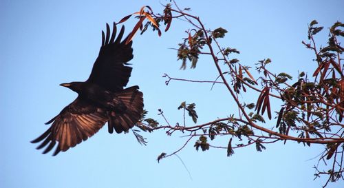 Low angle view of birds flying against blue sky