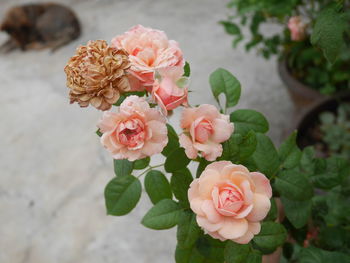 High angle view of rose bouquet