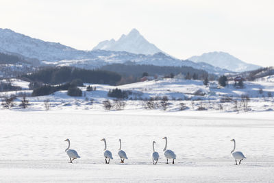 Flock of birds on snow covered landscape against sky