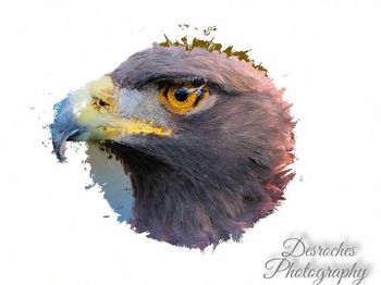 Close-up of a bird against white background