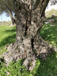 Close-up of tree trunk on field